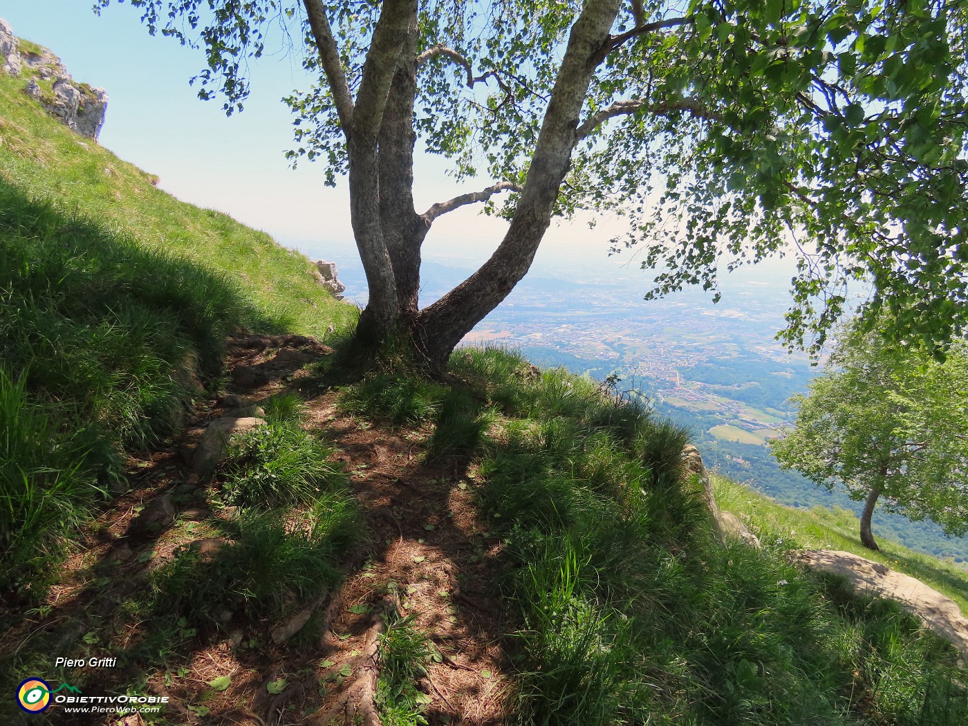 62 Betulla solitaria sul ripido pendio con bella vista sulle colline e la pianura.JPG